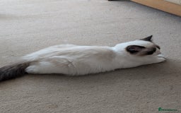 Ragdoll cats for sale: Ragdoll cat  - Image 7