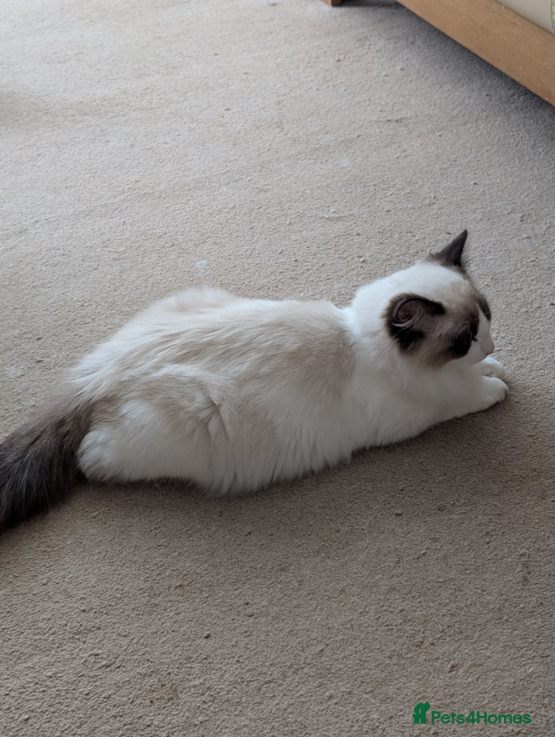 Ragdoll cats for sale: Ragdoll cat  - Image 7