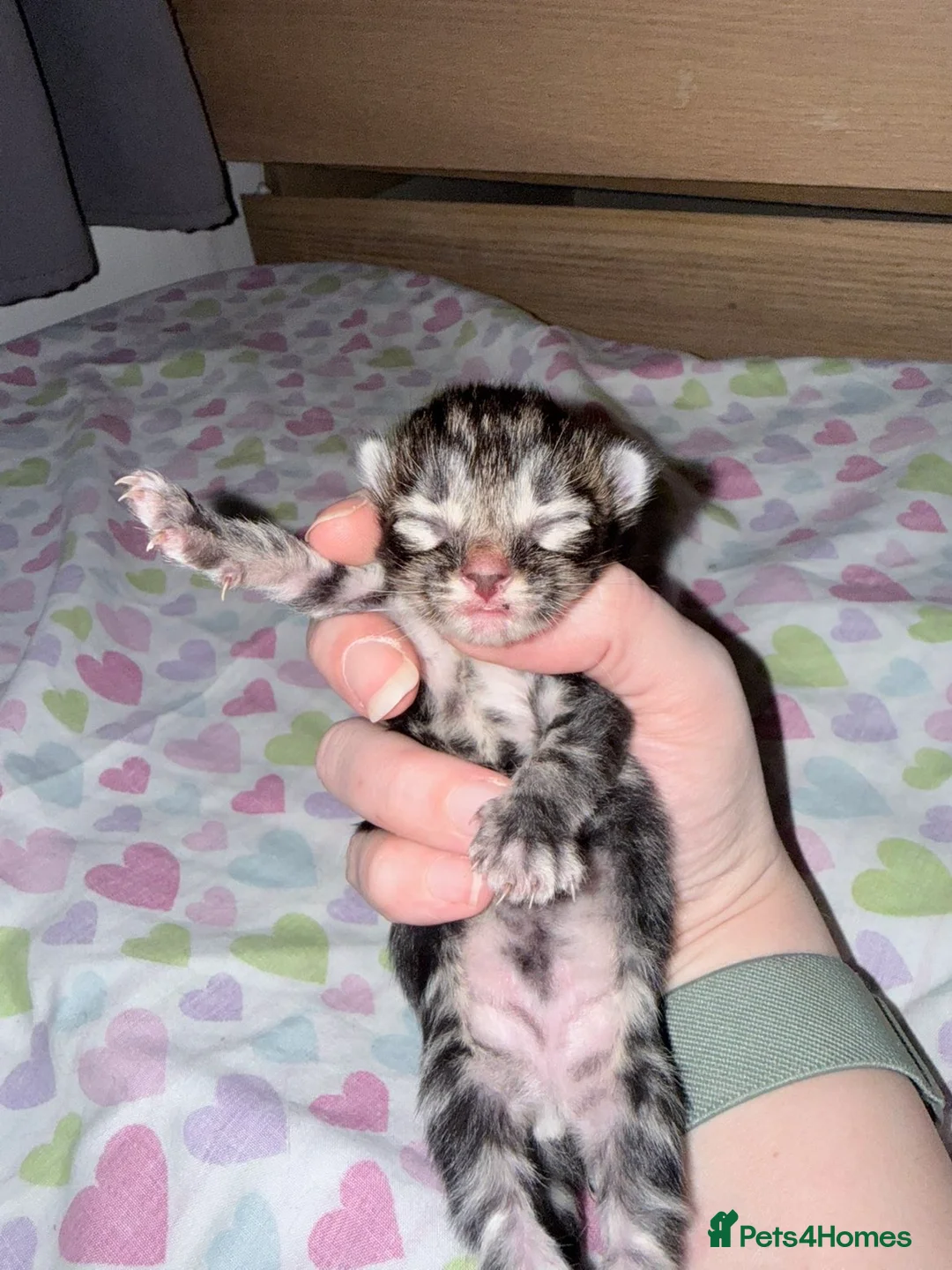 Mixed Breed cats for sale: 2 Male mixed breed kittens - Advert 2