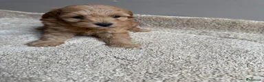 Cavapoo 6