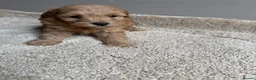 Cavapoo dogs for sale: 🐶Gorgeous gold&white cavapoos🐶 - Advert 21