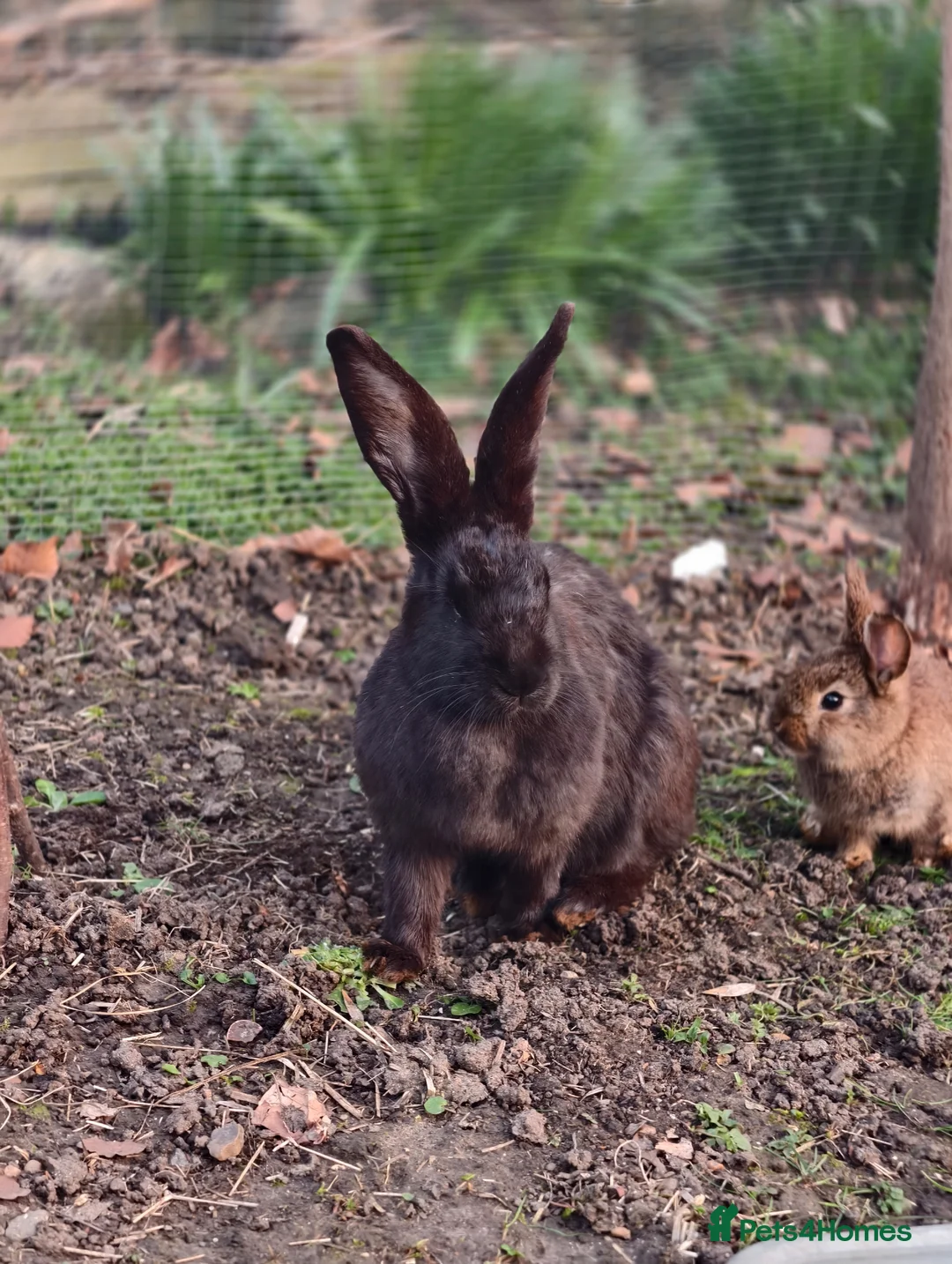 New Zealand rabbits for sale: Beautiful female new zealander free in London - Advert 6