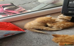 Mixed Breed cats for sale: Beautiful litter of 7 kittens  - Image 4