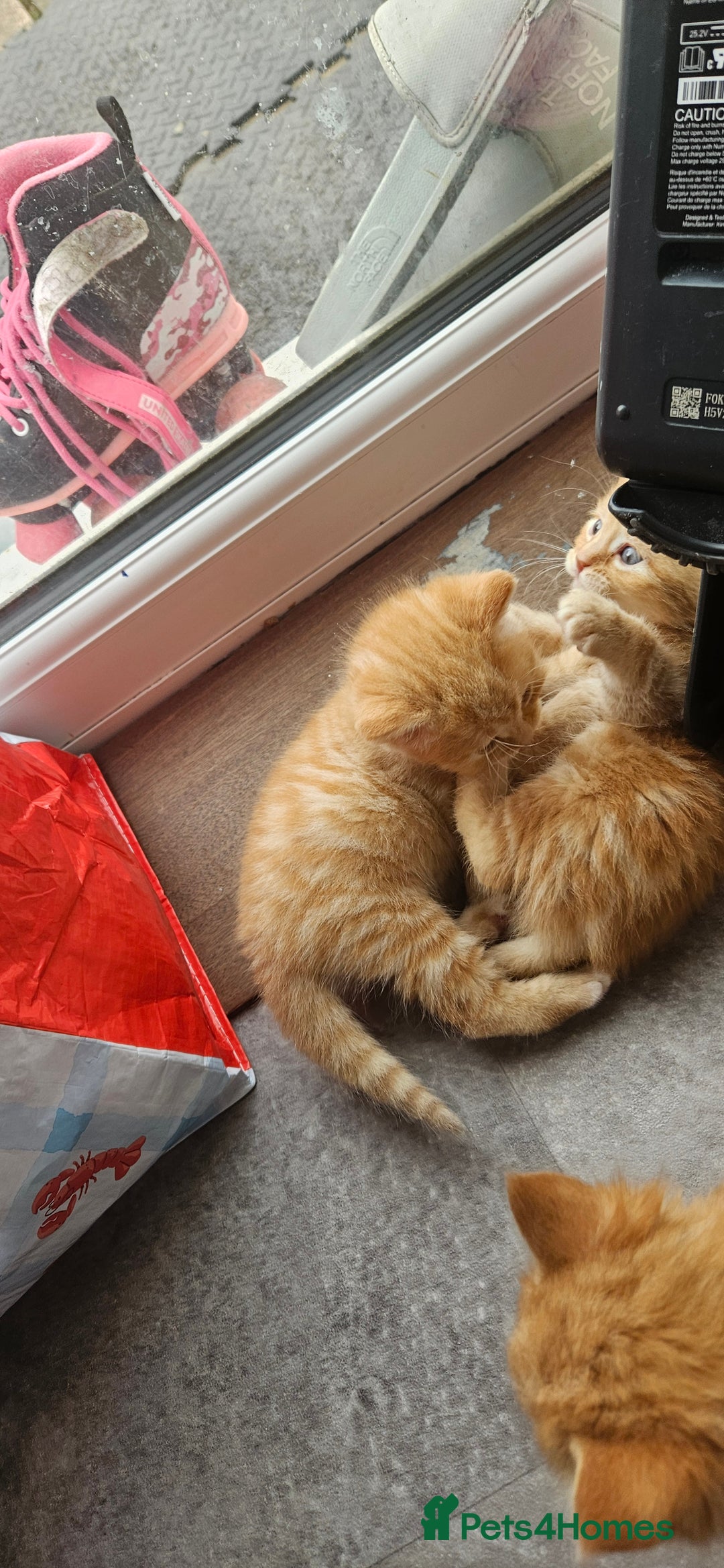 Mixed Breed cats for sale: Beautiful litter of 7 kittens  - Image 4