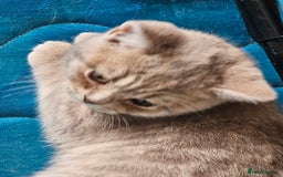 British Shorthair cats for sale: 2 British short hair boys  - Advert 3