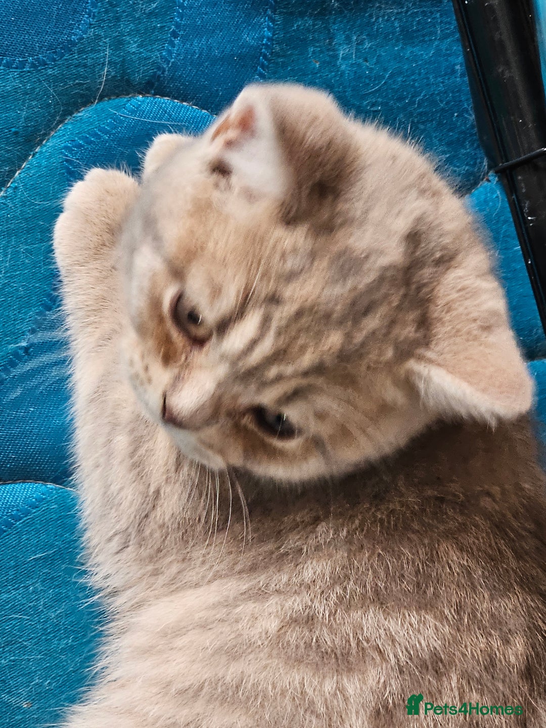 British Shorthair cats for sale: 2 British short hair boys  - Advert 3