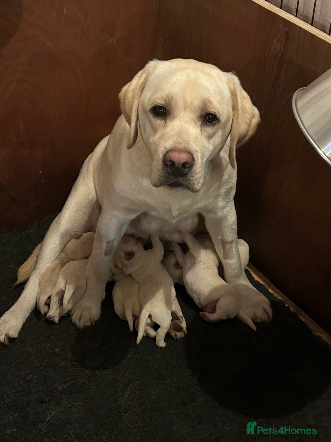 Labrador Retriever dogs for sale: Beautiful show labradors for sale  - Advert 6