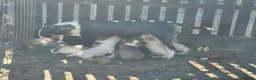 English Bull Terrier dogs for sale: English bullterrier pups for sale - Advert 2