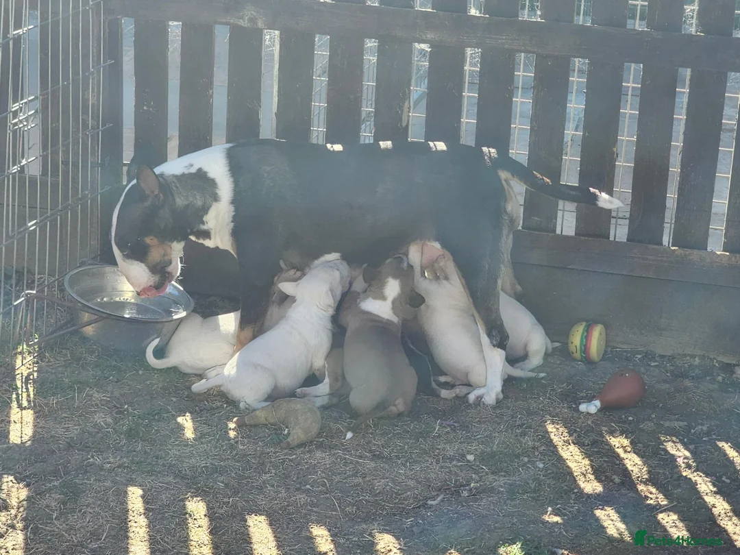 English Bull Terrier dogs for sale: English bullterrier pups for sale - Advert 2