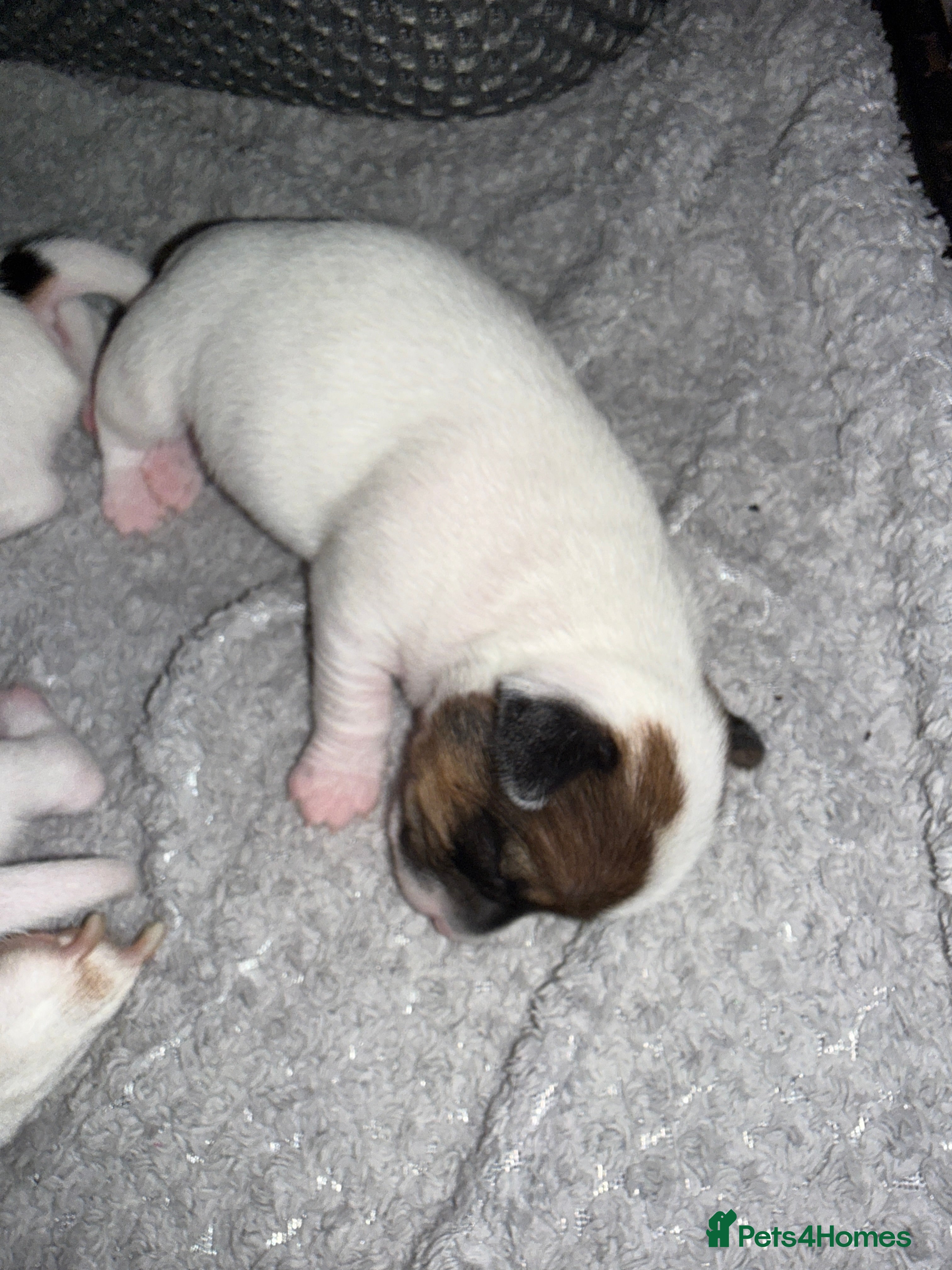 Jack Russell dogs for sale: Panda&Pinoqio - Advert 2