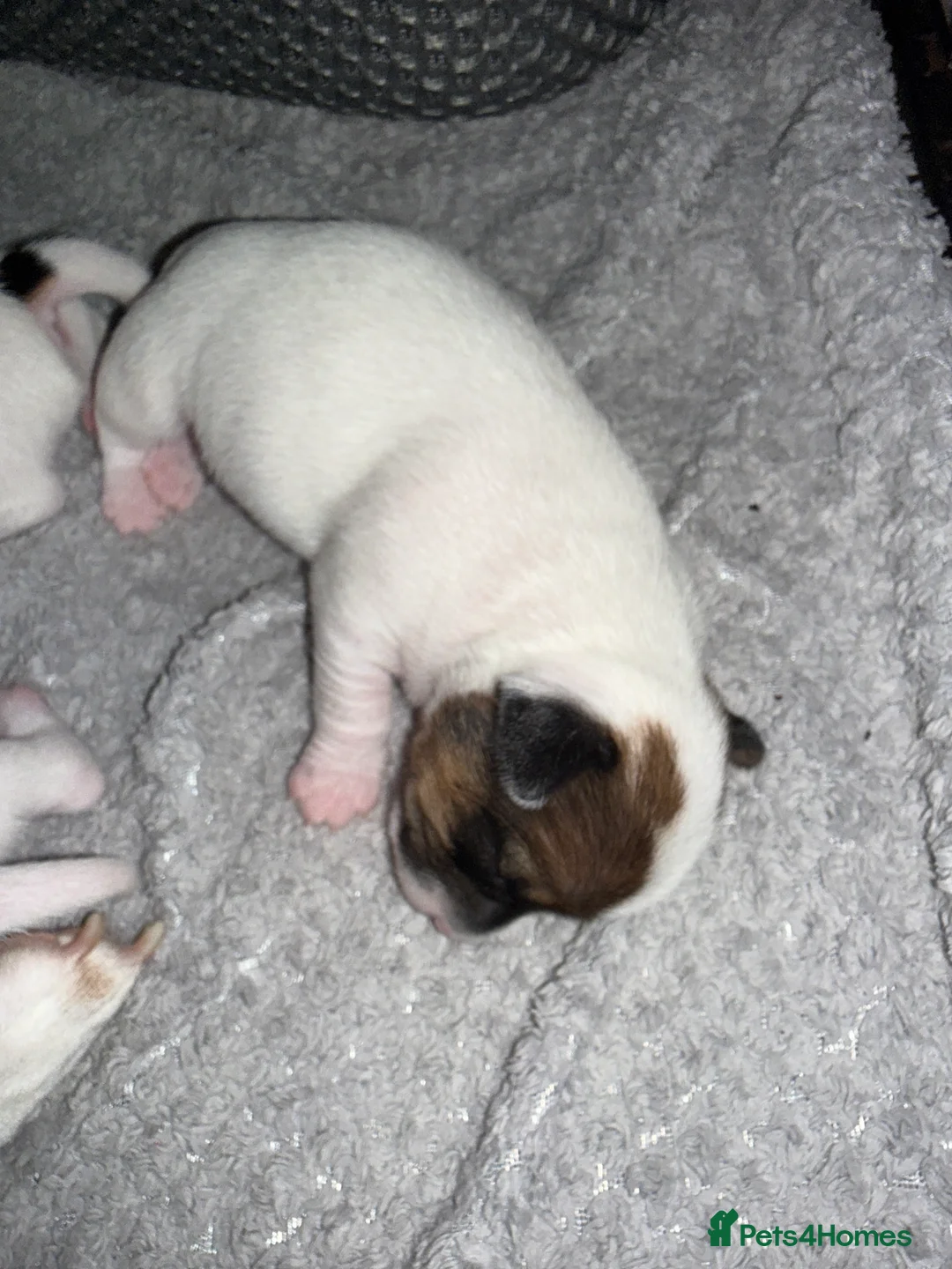 Jack Russell dogs for sale: Panda&Pinoqio - Advert 2