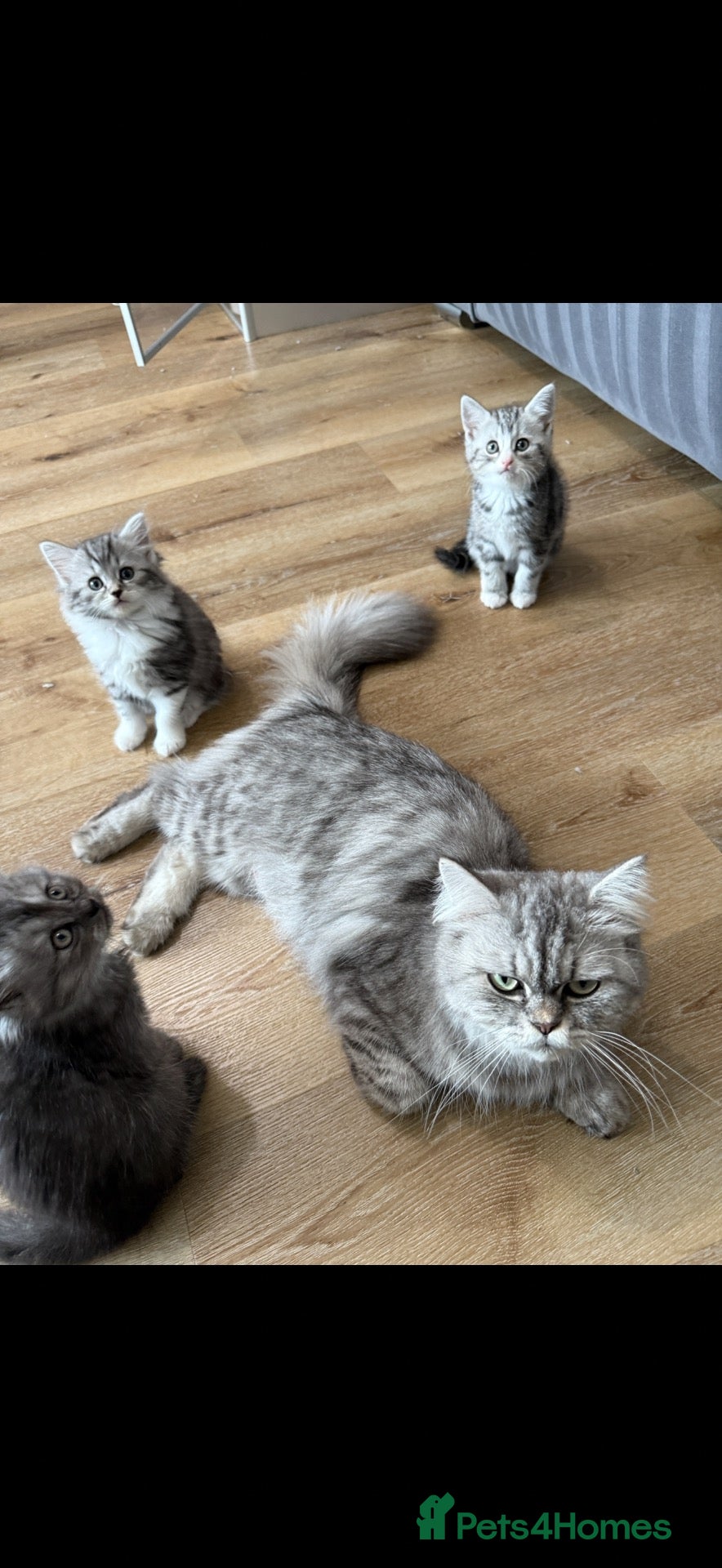 Persian cats Persian silver kittens 🩷 - Advert 1
