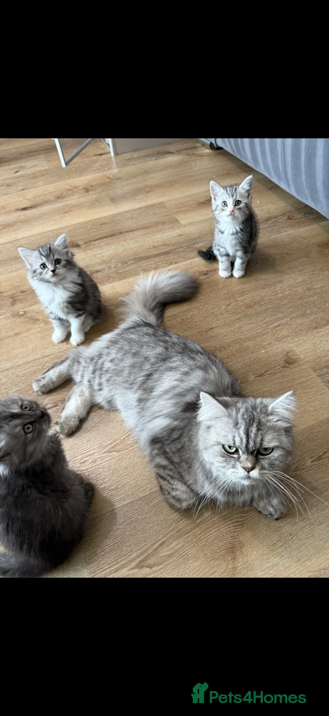 Persian cats for sale: Persian silver kittens 🩷 - Advert 1