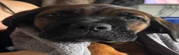Cane Corso dogs for sale: Ready now 4 beautiful caneCorso pups - Advert 3