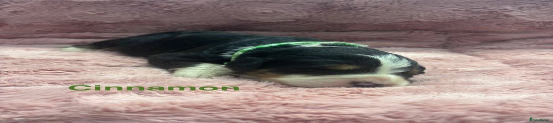 Bernese Mountain Dog Puppy 7