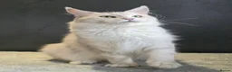Maine Coon cats for sale: Ex breeding queen  - Advert 4