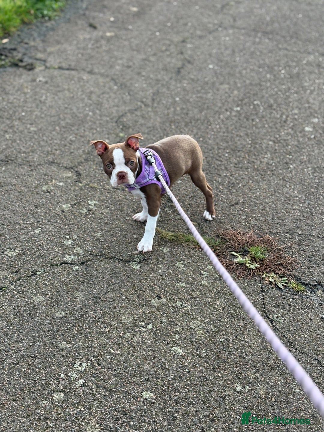 Boston Terrier dogs for sale: Boston terrier puppy - Advert 7