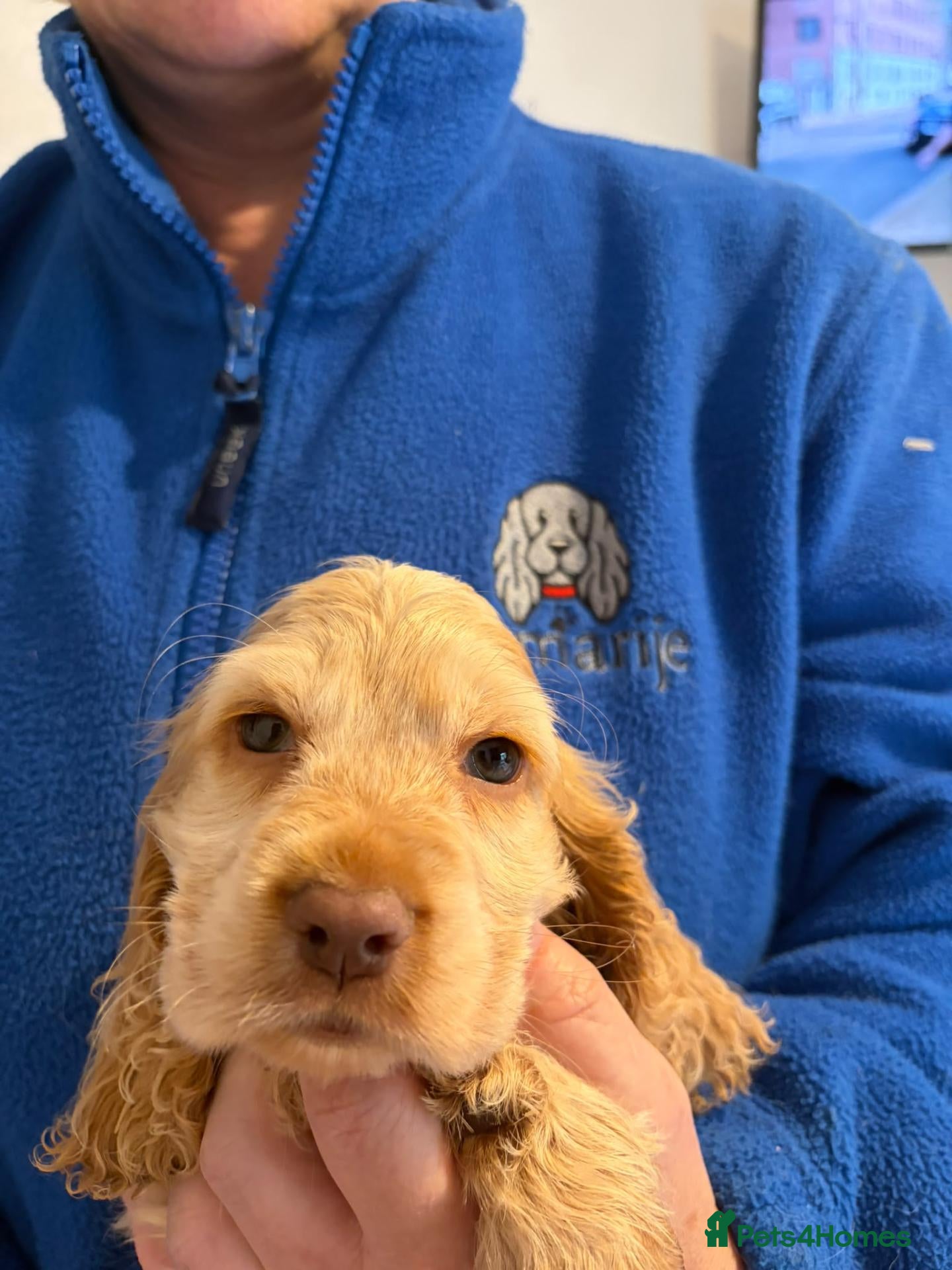 Cocker Spaniel dogs Last Boy available now  KC reg cocker spaniel. - Advert 2