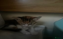 European cats for sale: Kittens for sale  - Image 12