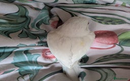 Parakeets birds for sale: Hand reared tamed white and cobalt Quaker parrots  - Image 12