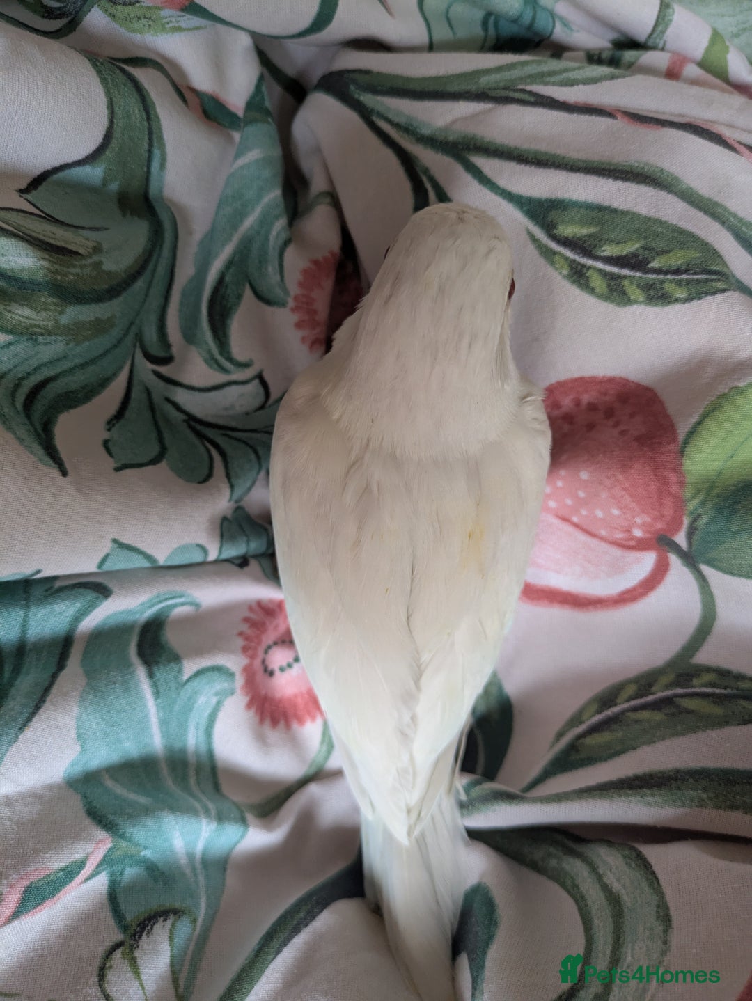 Parakeets birds for sale: Hand reared tamed white and cobalt Quaker parrots  - Image 12