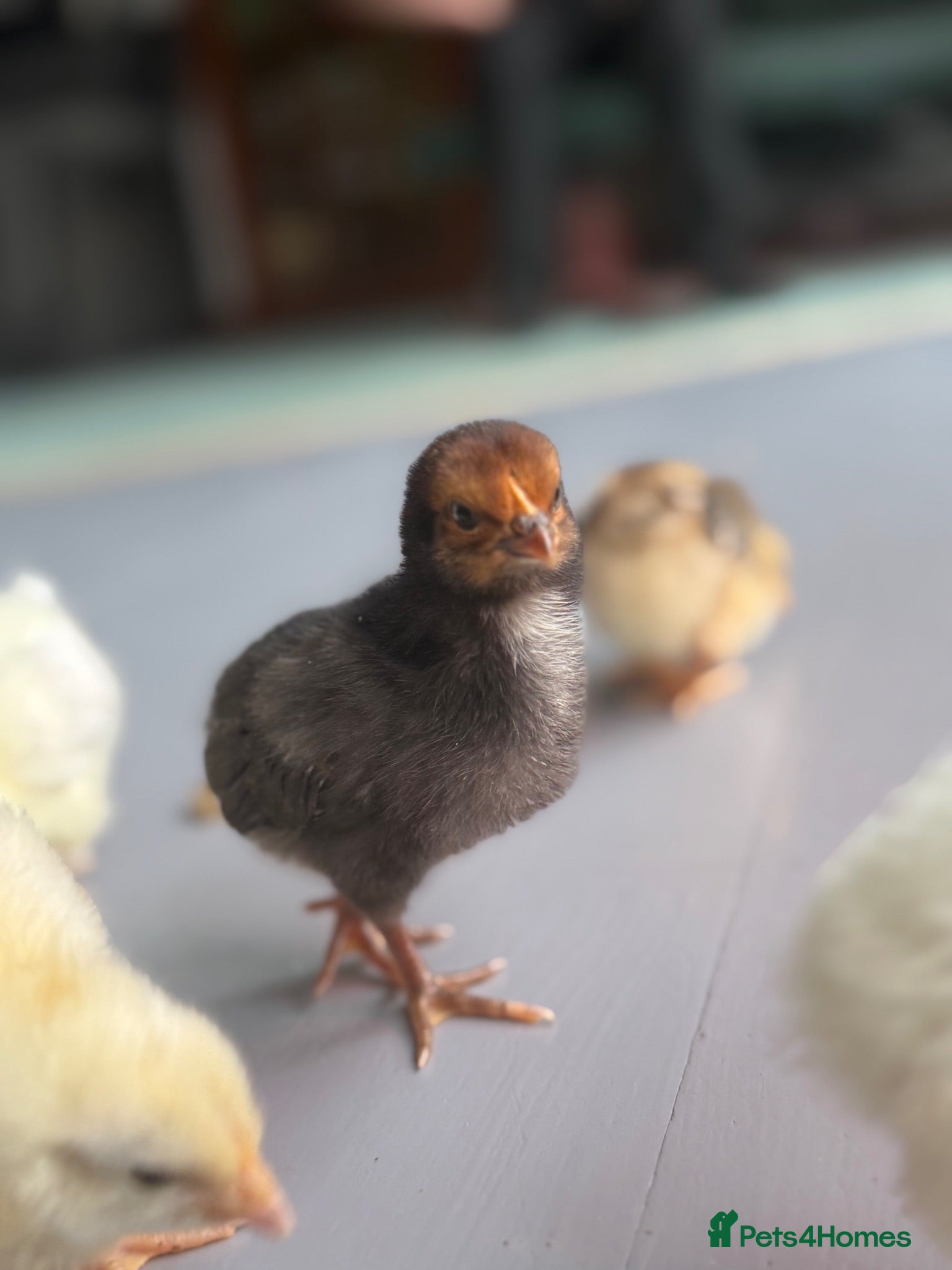Chickens poultry Mixed lot of chicks  - Advert 1