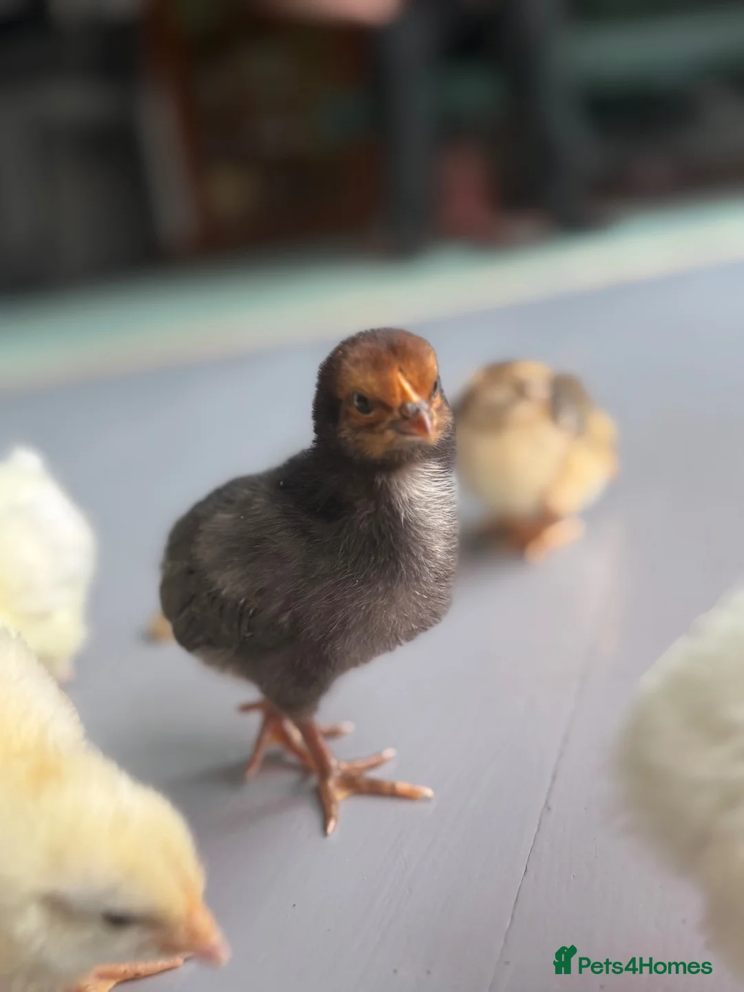 Chickens poultry for sale: Mixed lot of chicks  - Advert 1