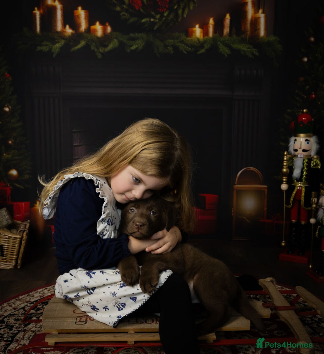 Labrador Retriever dogs for sale: Chocolate Labrador puppies  - Advert 8