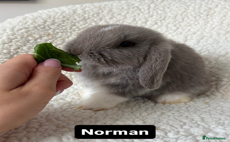 Mini Lop rabbits - Advert 1