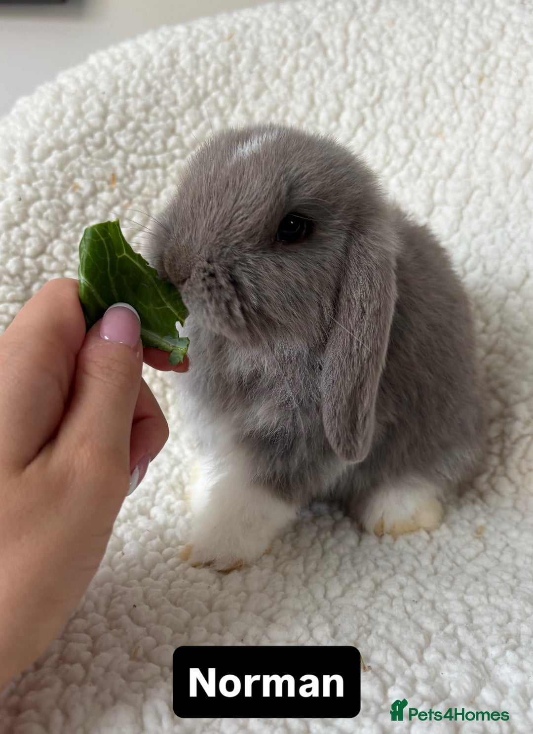 Mini Lop rabbits for sale: Baby mini lops for sale *ready now* - Image 1