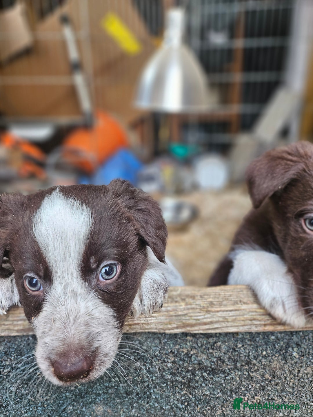 Border Collie dogs for sale: Red border collie pups for sale - Advert 4