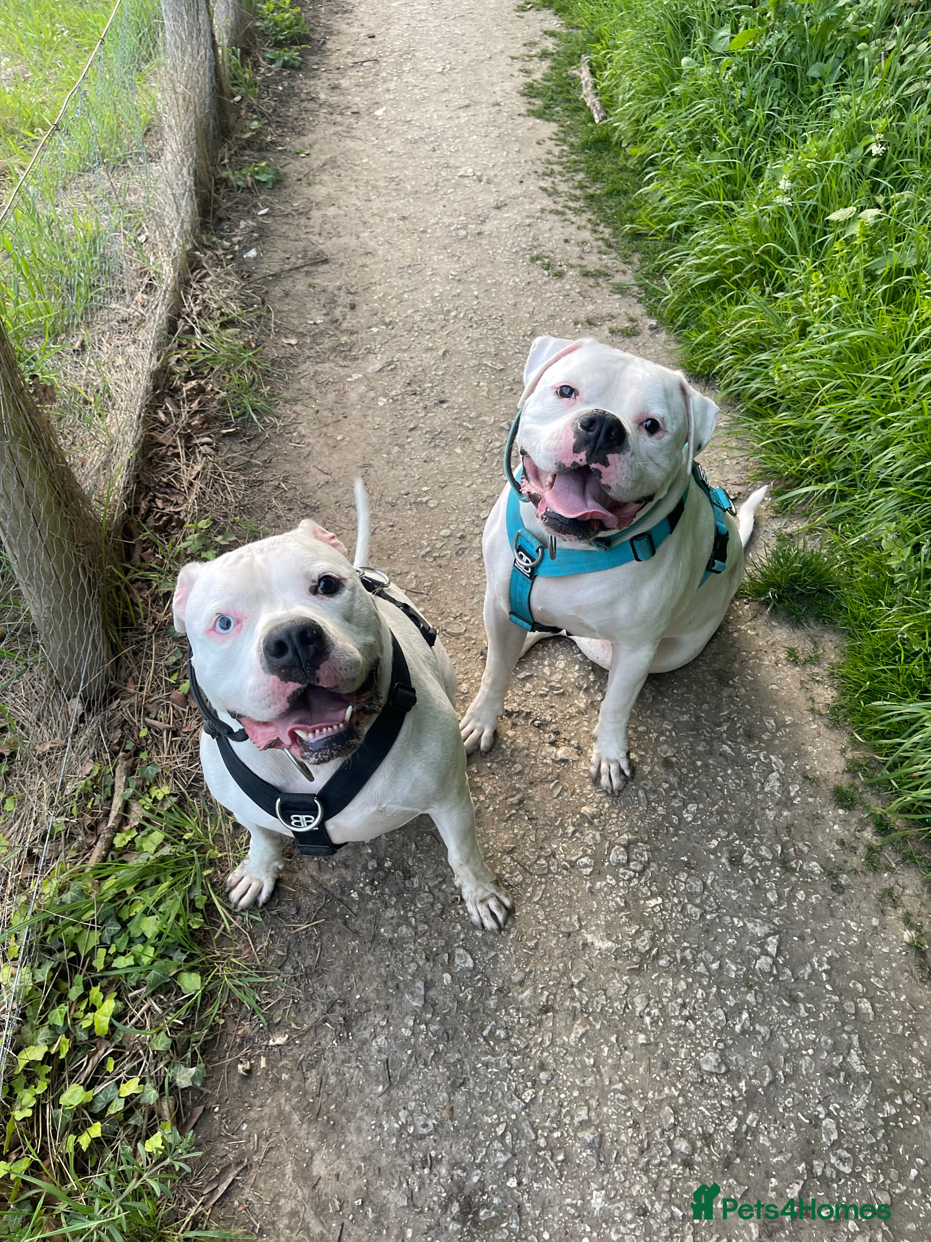 American Bulldog dogs Brothers- Johnson American Bulldogs - Advert 9