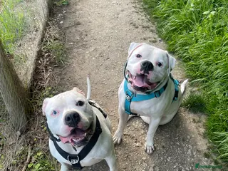 American Bulldog dogs Brothers- Johnson American Bulldogs - Advert 2