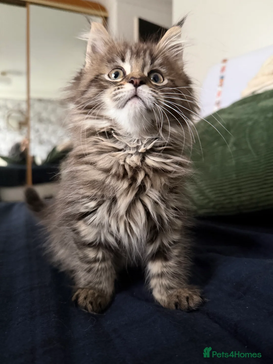 Maine Coon cats for sale: One female main coin baby - Advert 4