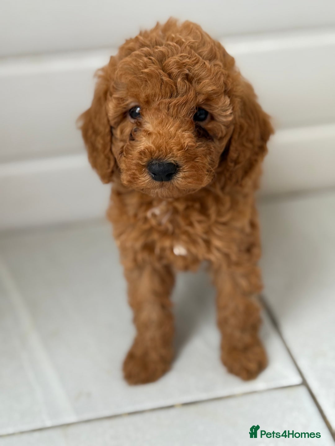 Maltipoo dogs for sale: Quality Korean maltipoos - Image 20