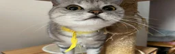 British Shorthair cats for sale: GCCF castrated 💙 BOY and GIRL 🩷 - Advert 6