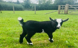 Goats livestock for sale: Two Wether Pygmy Goat Kids - Image 2