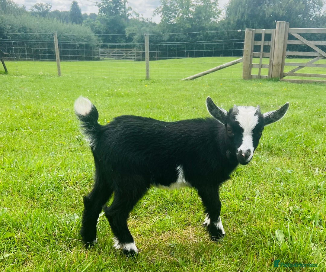 Goats livestock for sale: Two Wether Pygmy Goat Kids - Image 2