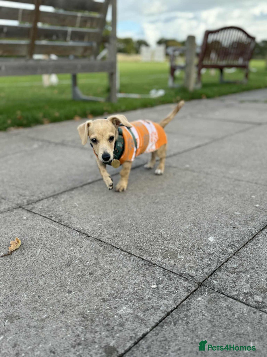 Mixed Breed dogs for adoption: Rusty the tiny cuddle monster  - Image 5
