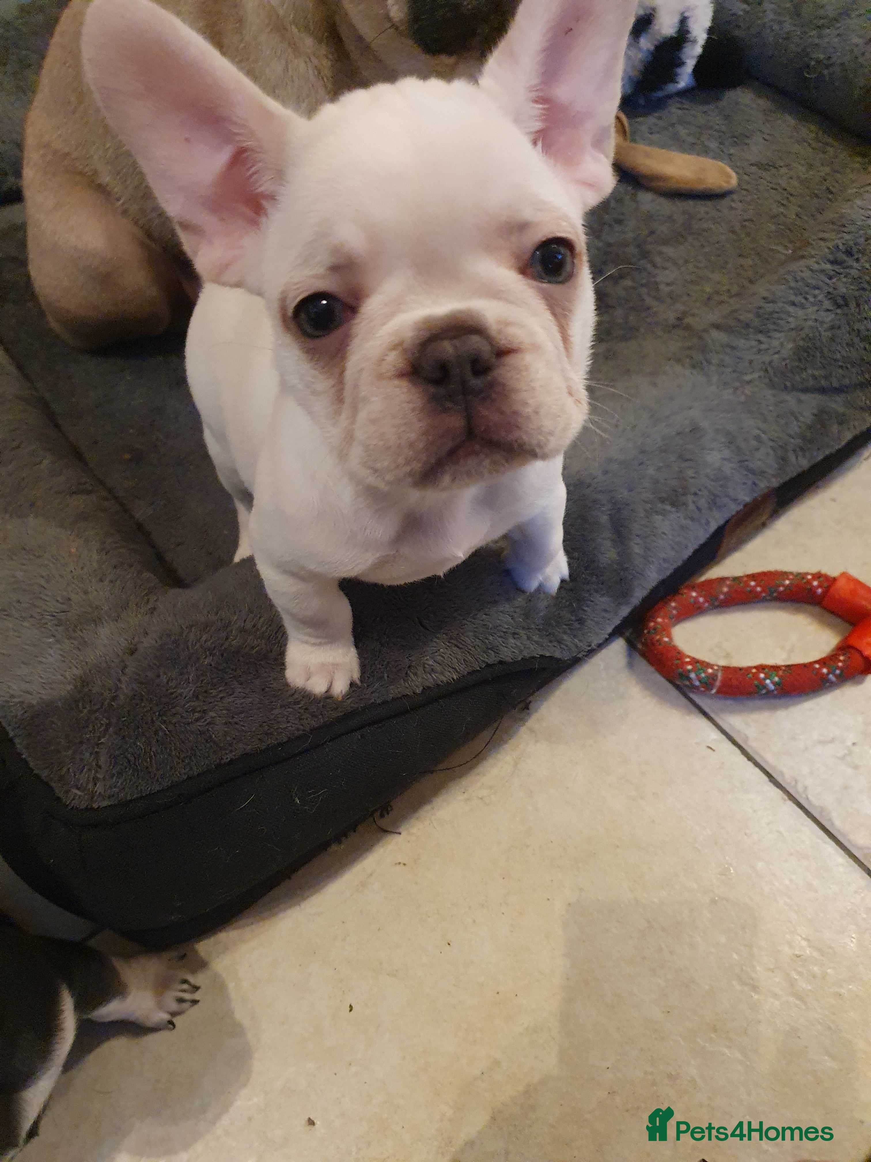French Bulldog dogs French bulldog pup - Advert 1