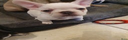 French Bulldog dogs for sale: French bulldog pup - Advert 1