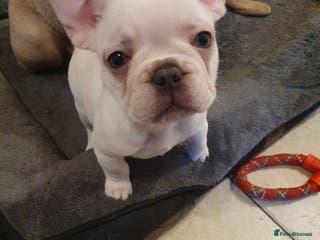 French Bulldog dogs French bulldog pup - Advert 1