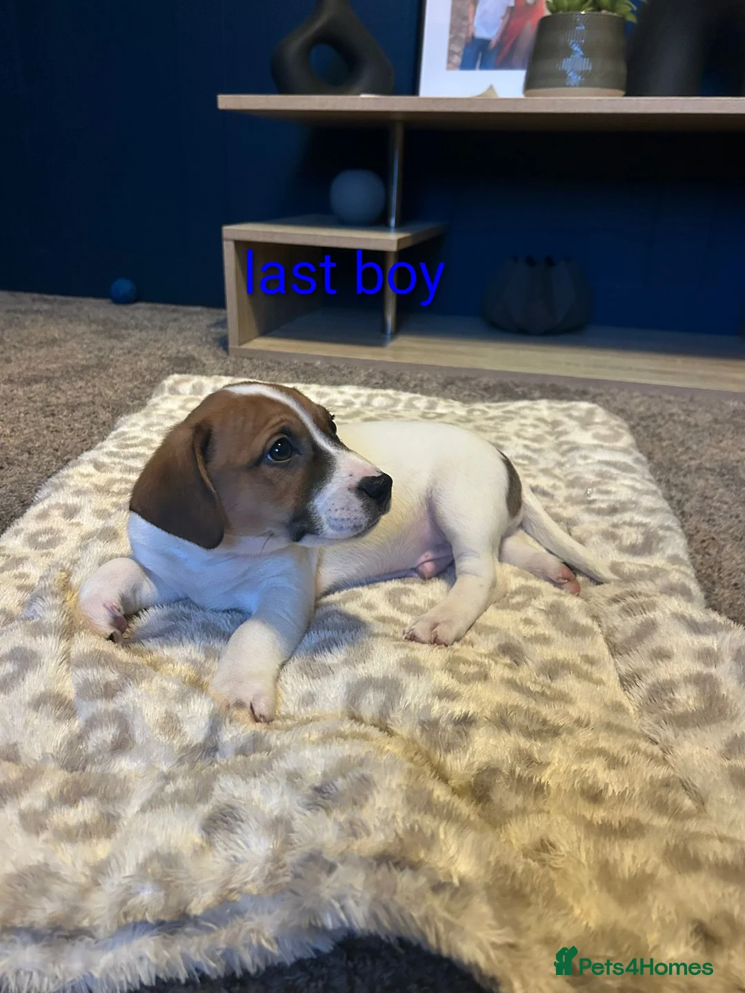 Mixed Breed dogs for sale: Jackastaff last boy  - Advert 1