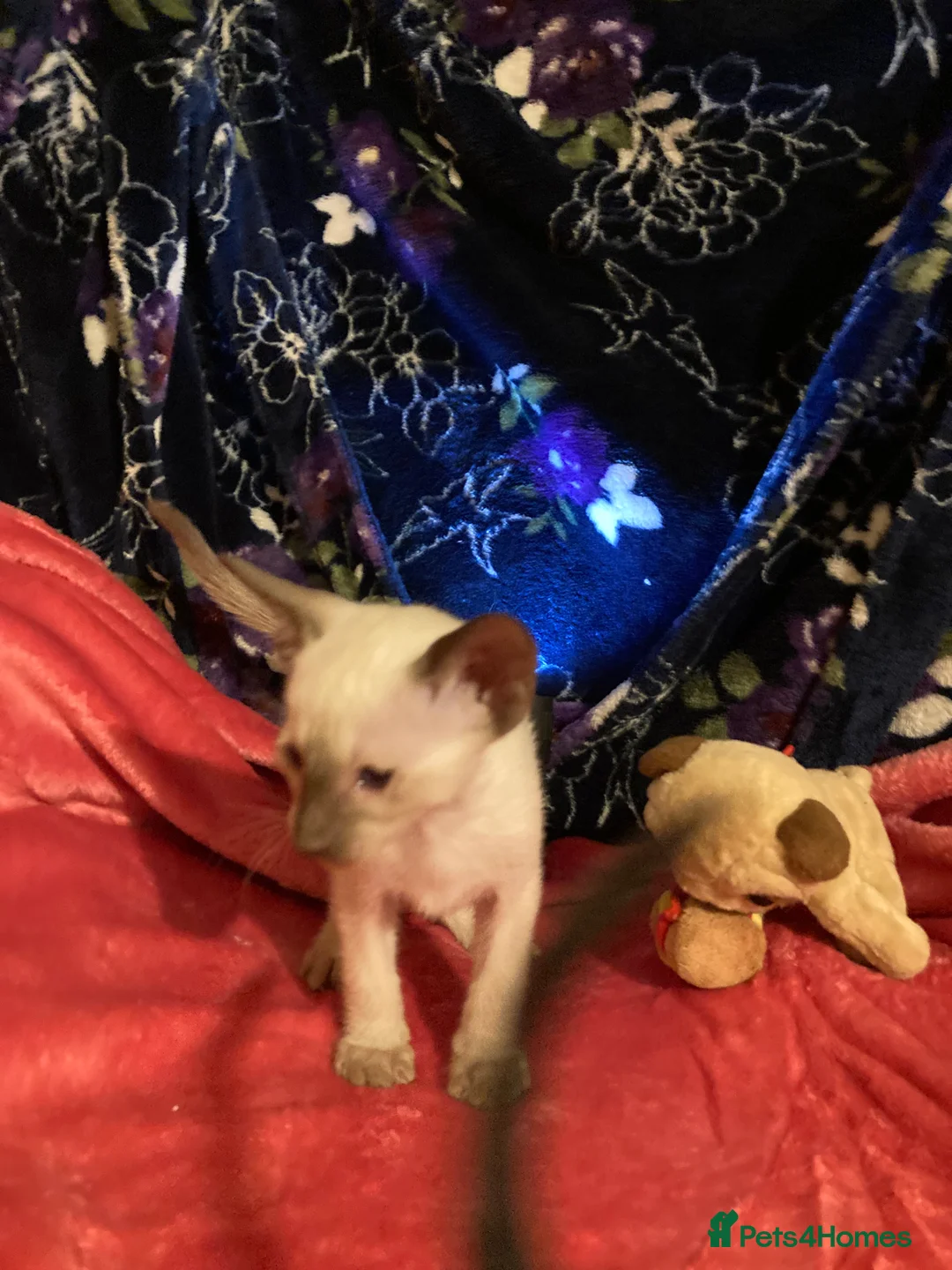 Oriental cats for sale: 2 Oriental girl kittens - Advert 3