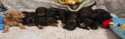 Cavapoo dogs for sale: Gorgeous F1b Cavapoo puppys Health tested parents  - Advert 18