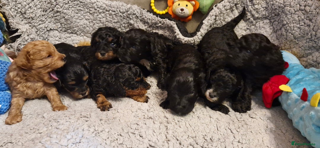Cavapoo dogs for sale: Gorgeous F1b Cavapoo puppys Health tested parents  - Advert 18