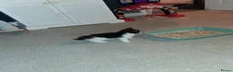 Scottish Fold cats for sale: Part scottish fold kittens  in Newbury - Advert 14