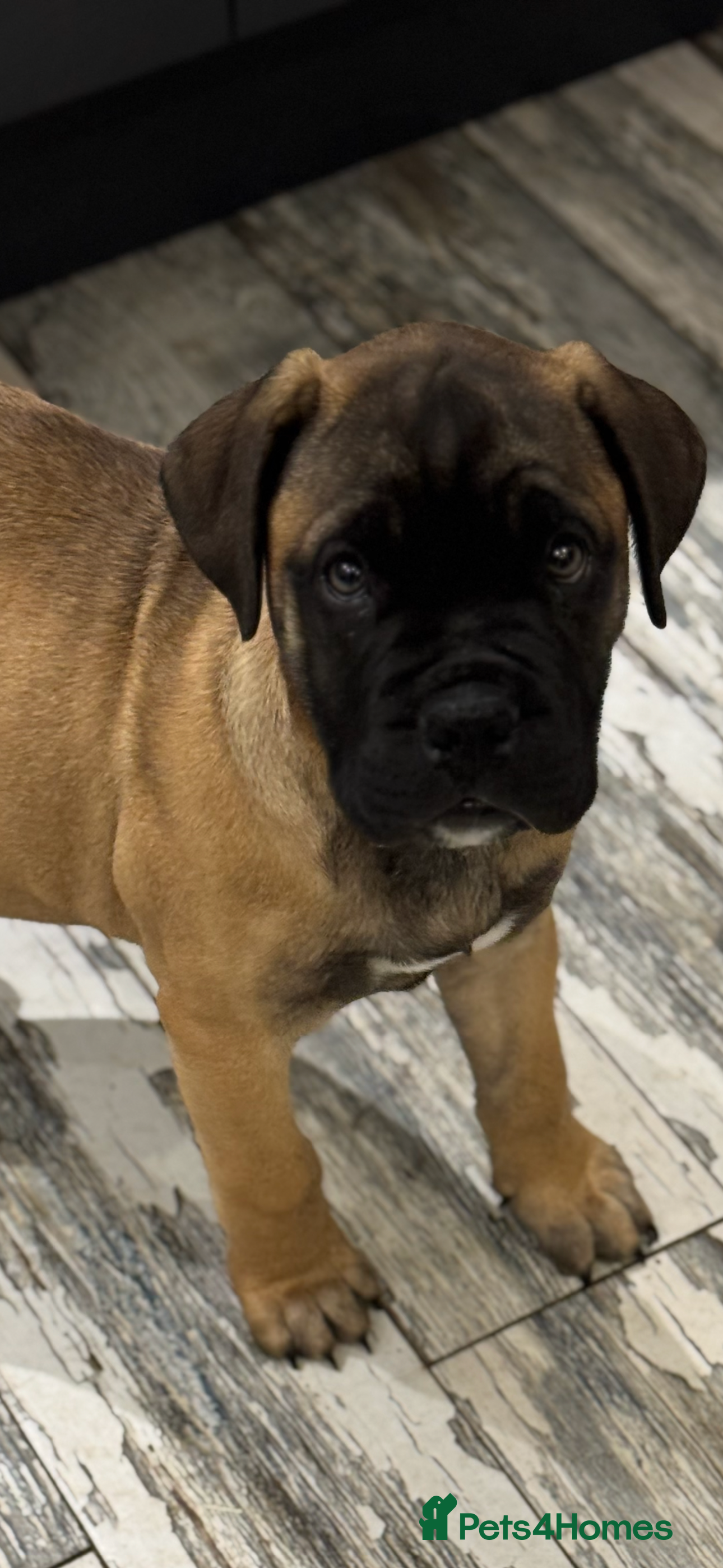 Bullmastiff dogs Beautiful Pedigree Puppies - Advert 1