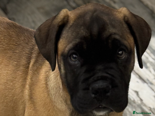 Bullmastiff dogs Beautiful Pedigree Puppies - Advert 1