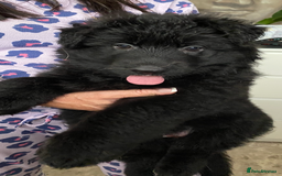 German Shepherd dogs for sale: KC REGISTERED GERMAN SHEPHERD PUPS - Image 11